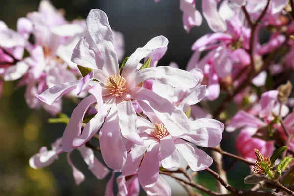 Magnolia Rose Fleurs Dans Jardin Printemps — Photo