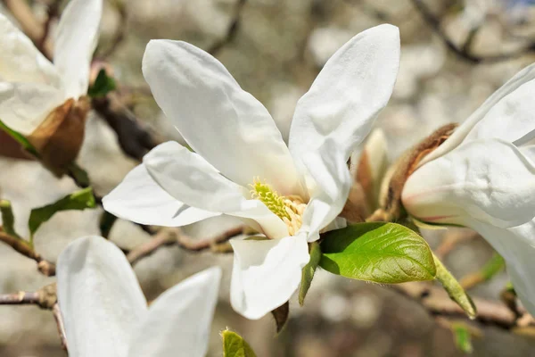 Magnolia Blanche Fleurs Dans Jardin Printemps — Photo