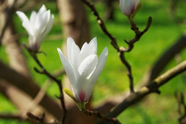 Magnolia Blanche Fleurie Avec Des Gouttes Rosée Dans Jardin Printemps — Photo