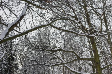 Kış Ormanında Karla Kaplanmış Ağaçlar.