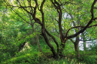 Parktaki güzel yeşil ağaçların manzarası.