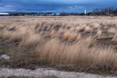 Akşam parnu körfezinin kumlu kıyısında uzun boylu kuru çim