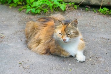 Sokakta güzel zencefil kedi.