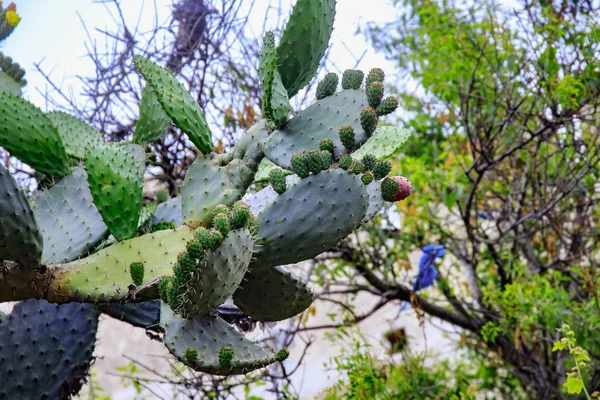 Kvetoucí keř jedlého kaktusu v severním Maroku. — Stock fotografie