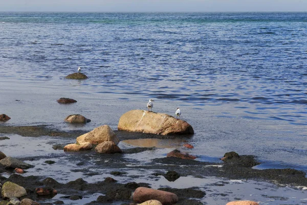 Algas na água na costa do Mar Báltico . — Fotografia de Stock