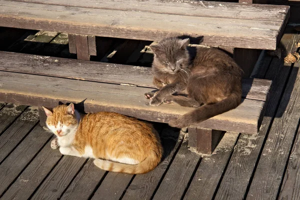 Les chats de la rue reposent sur les marches en bois par une journée ensoleillée . — Photo