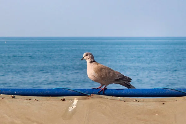 Ошейниковый голубь (Streptopelia decaocto) — стоковое фото