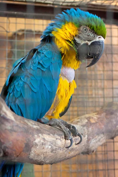Сине-желтый попугай ара (Ara ararauna) на ветке в птичнике . — стоковое фото