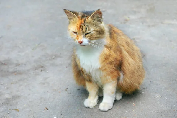 Sokakta yalnız zencefil kedi. — Stok fotoğraf