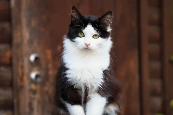 可爱的黑色和白色的猫坐在街上 — 图库照片