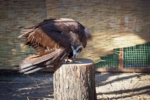 Giovane avvoltoio nero seduto su un ceppo di legno . — Foto Stock
