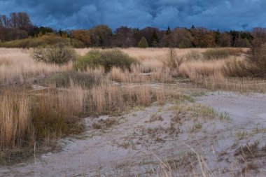 Akşam parnu körfezinin kumlu kıyısında uzun boylu kuru çim.