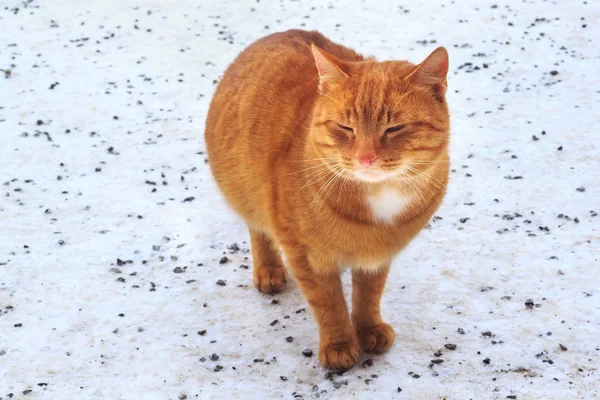 Leuke pluizige rode kat staat op de besneeuwde grond. — Stockfoto