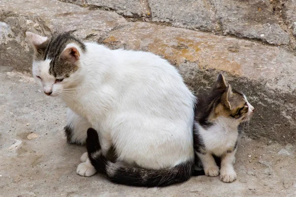 Gato doméstico con gatito pequeño en cuarto de medina marroquí . —  Fotos de Stock