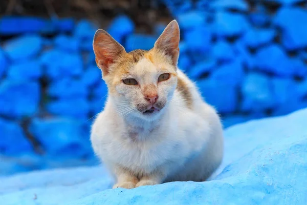 摩洛哥优雅的生姜猫的肖像. — 图库照片