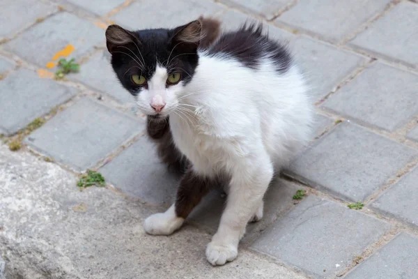 Siyah beyaz sokak kedisi şehrin kaldırım taşında. — Stok fotoğraf