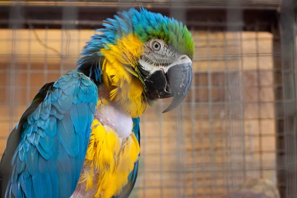 Портрет сине-желтого попугая макак (Ara ararauna) ). — стоковое фото