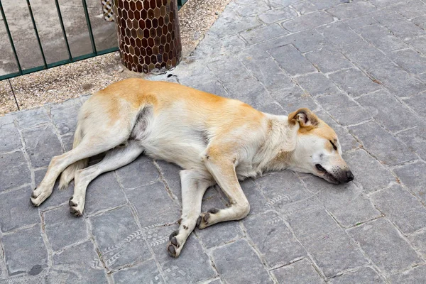 Tired young dog sleeps on the town cobblestone.