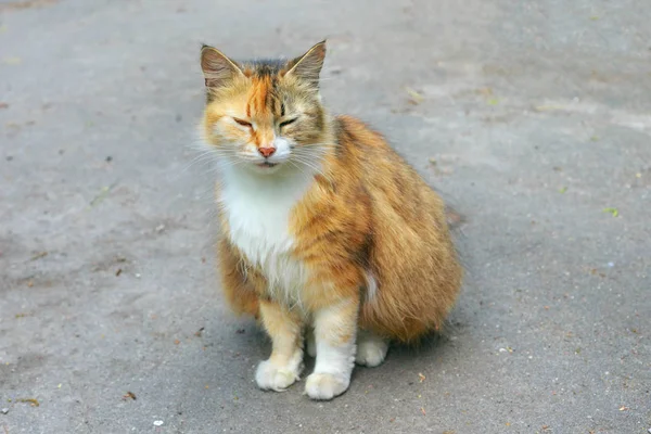 Sokakta şaşı zencefil kedi. — Stok fotoğraf