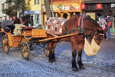 Güneşli kış günlerinde Zakopane 'nin tarihi bölümünde ünlü Krupowki caddesinde bir turist arabasında çizilen at..
