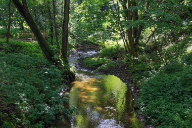 Gündüz vakti yeşil bir ormanda küçük bir dere..