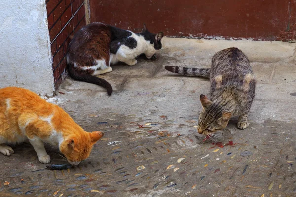 Street cats eating fresh fish in the old quarter of the Medina — Stock Photo, Image