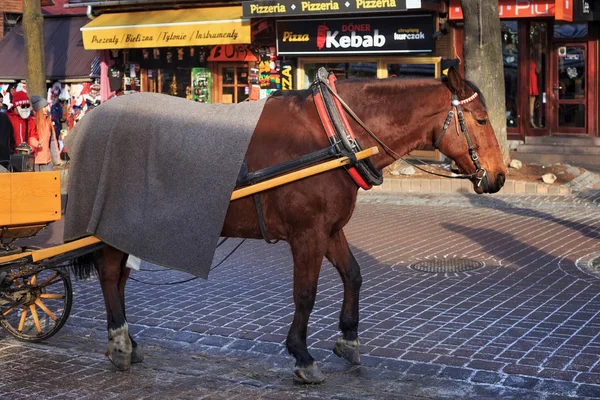 Kůň tažený v turistickém vozíku na slavné ulici Krupowki v historické části Zakopane v slunném zimním dni. — Stock fotografie