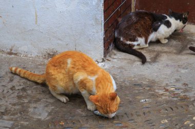Fas 'ın eski mahallesinde taze balık yiyen sokak kedileri..
