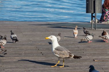 Güneşli bir günde Akdeniz 'in yanındaki güvercinlerle çevrili ahşap bir iskelede büyük bir martı..