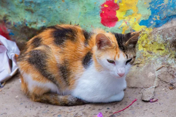 Chat Calico Dans Quartier Marocain Médine — Photo