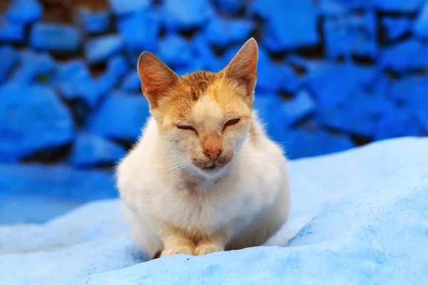 Πορτρέτο Της Κομψής Γάτας Τζίντζερ Στο Μαρόκο — Φωτογραφία Αρχείου