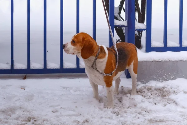 Beagle-Harrier Dog on a leash near a fence in the snow in winter.