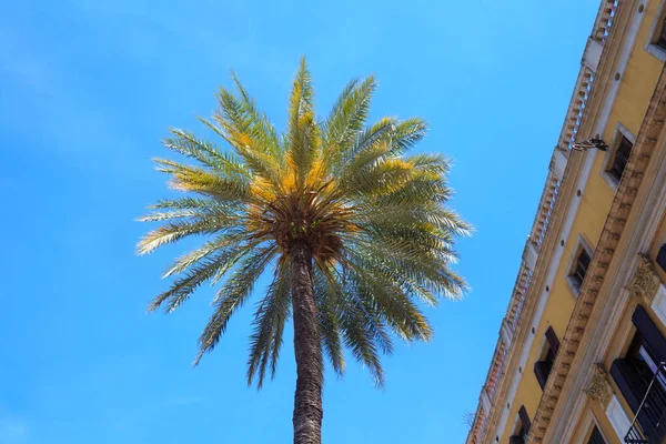 バルセロナの歴史的中心部にあるヤシの木の上の美しい景色 — ストック写真