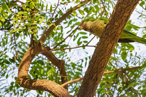 Дикий Попугай Сидит Дереве Окружении Зеленой Листвы — стоковое фото