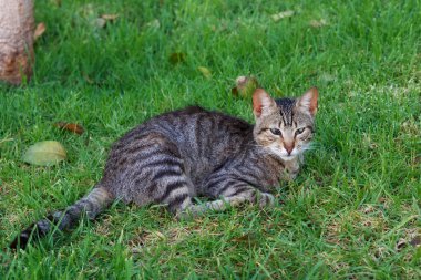 Tanca 'daki çizgili kedinin portresi; Fas.