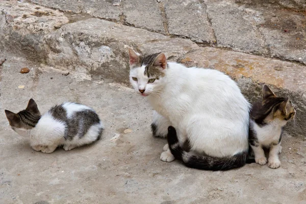 Chat Domestique Avec Petits Chatons Dans Quartier Marocain Médine — Photo