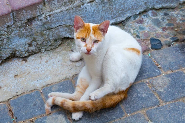 Redhead street cat on the old cobblestone.