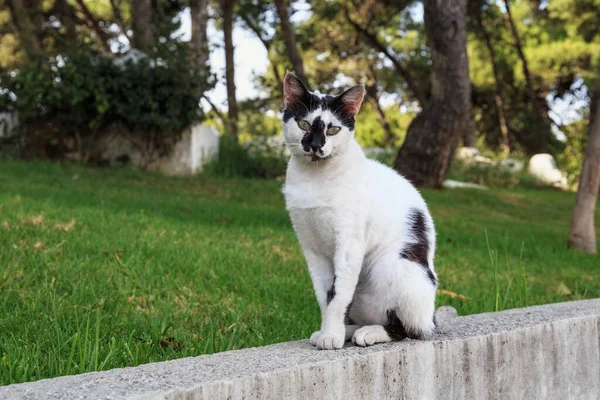 Retrato Gato Preto Branco Manchado Tânger Marrocos — Fotografia de Stock