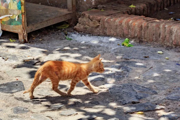 Rudowłosy Kot Spacerujący Ulicy Chaouen Maroku — Zdjęcie stockowe