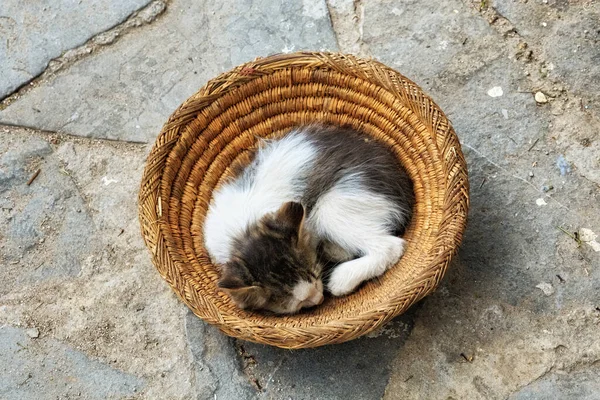 Pequeno Gato Deitado Chão Rua Chaouen Marrocos — Fotografia de Stock