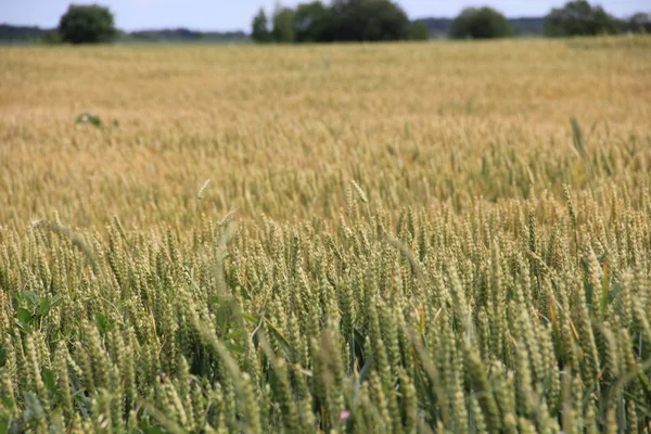 Field harvest wheat