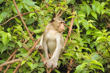 Maymun bir dalda oturur