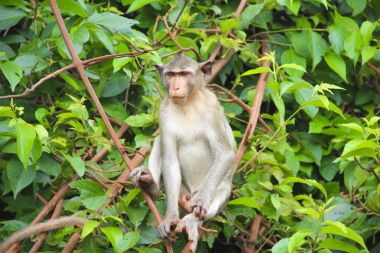 Maymun bir dalda oturur