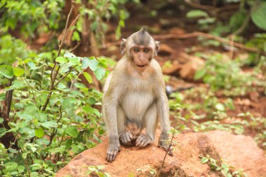 Maymun bir dalda oturur