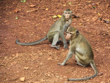 maymun aile yaban hayatı ağaç yaprak