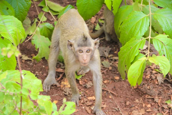 Monkey wildlife primate — Stock Photo, Image