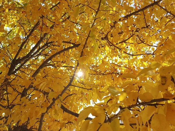 Sky yellow tree leaves background — Stock Photo, Image