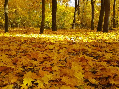 sonbahar park peyzaj sarı yaprakları