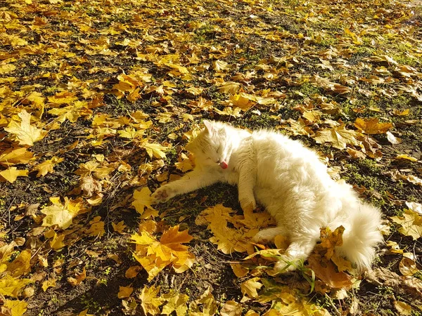 White cat licked on yellow leaves