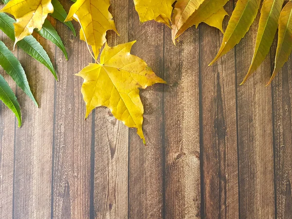 Daun musim gugur pada latar belakang kayu — Stok Foto